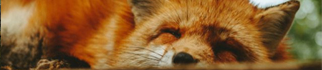 Ein Fuchs der überall schlafen kann